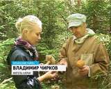 Тихая грибная охота