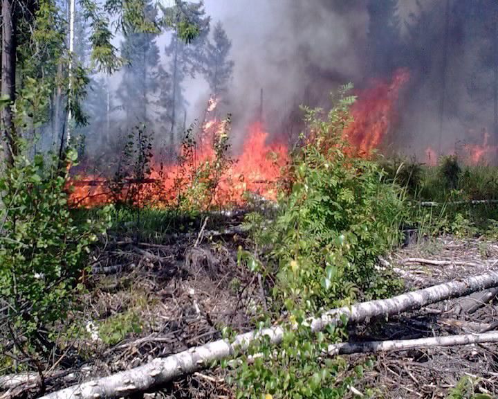В лесах Кировской области - средний класс пожарной опасности