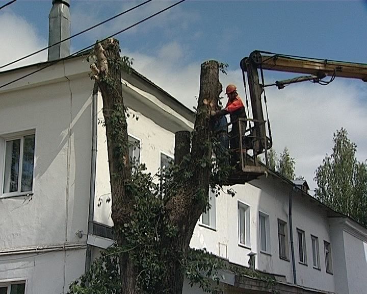 В Кирова перекроют улицу из-за старого дерева