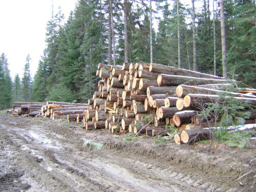 Дело экс-гендиректора ООО «Шабалинский деревообрабатывающий завод» направлено в суд.