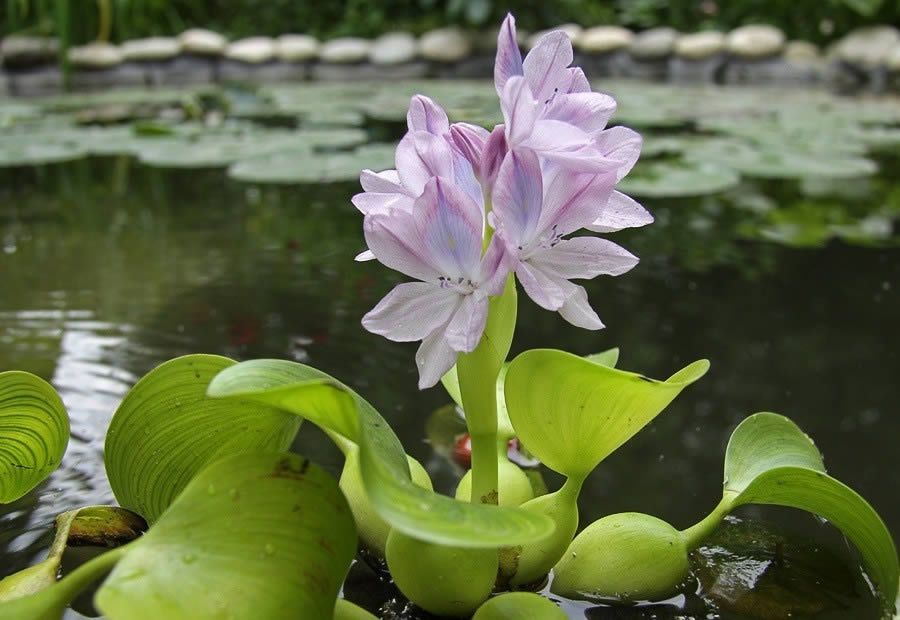 Коллекция кировского ботанического сада пополнилась водными растениями.