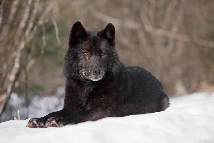В Кировской области добыли волка редкого окраса.