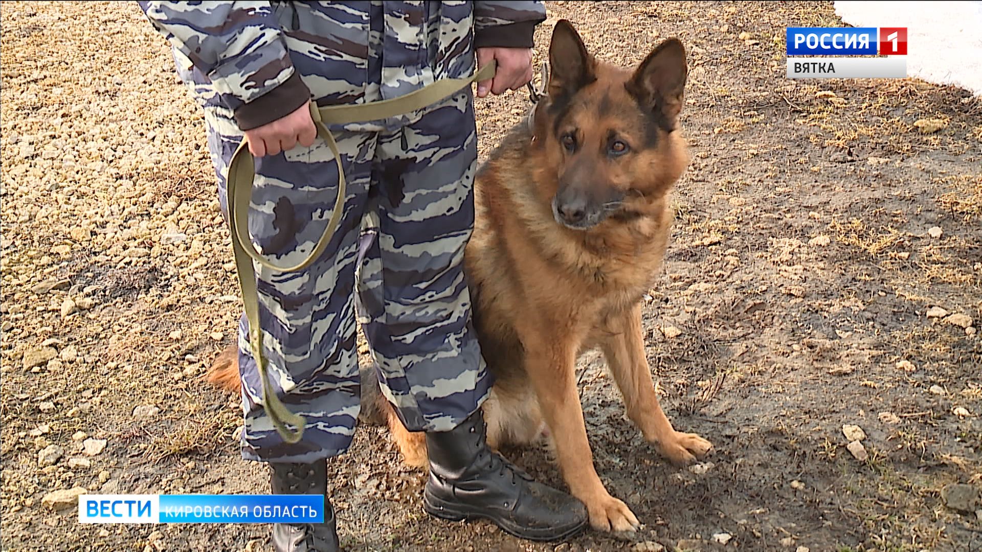 Кировские полицейские ищут новый дом для служебных собак, вышедших на заслуженный отдых