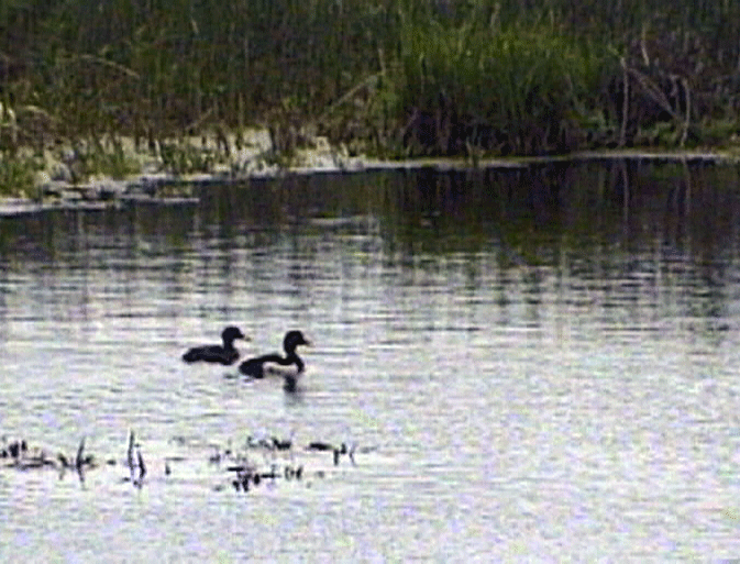 Черные крачки