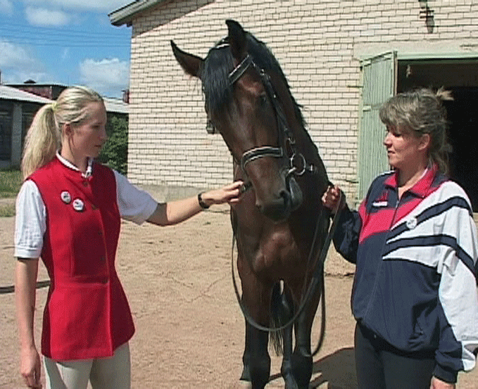 Испытания молодых лошадей