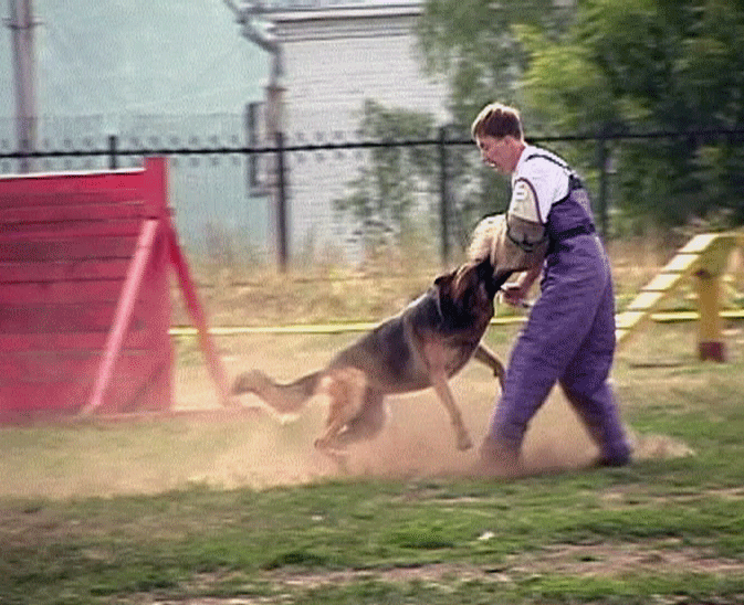 Выставка служебного собаководства