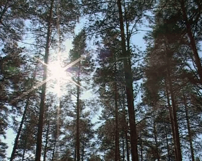 Собрание лесопромышленной ассоциации