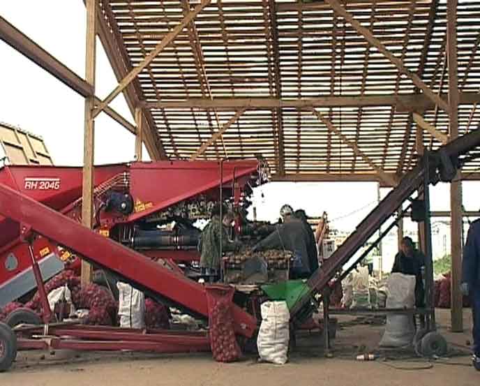 Картошка из Среднеивкино