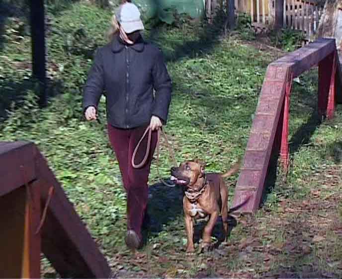 Домашнее содержание бойцовских собак