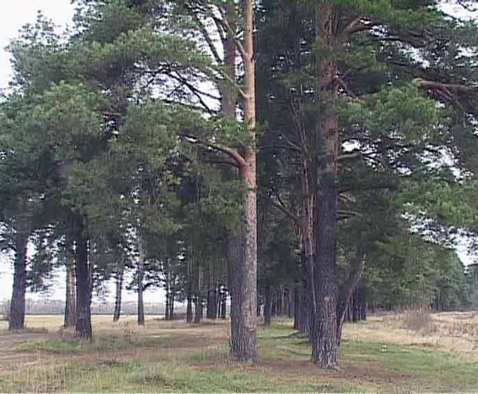 Новая редакция лесного кодекса России