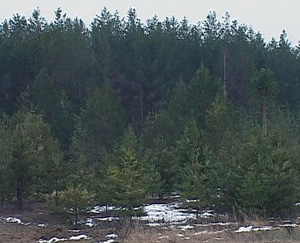 С 1 января вступает в силу новый Лесной кодекс