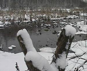 Прогноз погоды на неделю