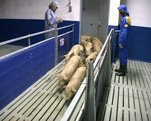 В Кировской области набирает темпы национальный приоритетный проект 