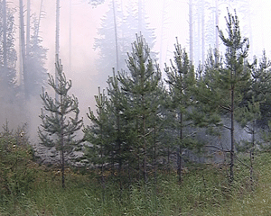 В этом году в Кировской области достаточно спокойная ситуация с лесными пожарами