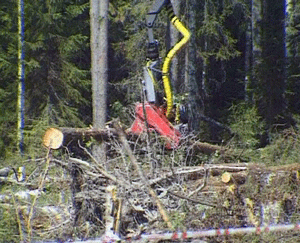 Лесозаготовки в Свечинском районе.