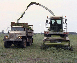 Заготовка кормов.