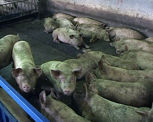 Быков в Дороничах.