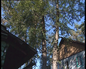 Чьи в городе тополя?