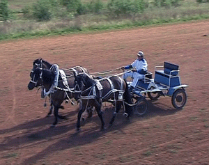 Кировский жеребец - чемпион.