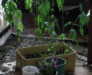 Конопля созрела.