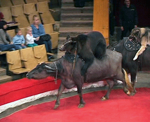 Изменения в цирке.