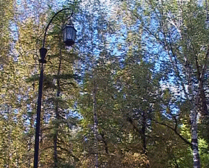 Парковое лесничество.