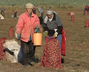 Битва за урожай