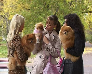 Кировские собаки - лучшие в России и Европе