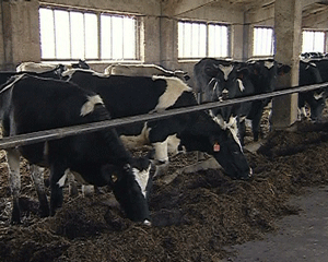 Национальный проект «Модернизация АПК» в агрофирме «Надежда»