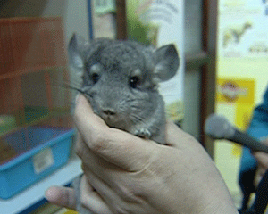 Самые популярные домашние  животные