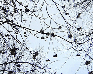 Прогноз погоды