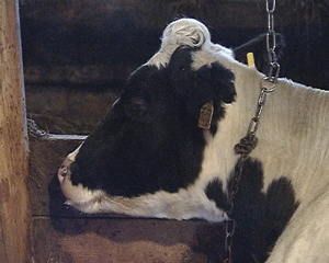 Новое поголовье коров в селе Елгань Унинского района