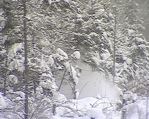 Необычное существо в Верхошижемском районе