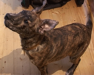 Щенок амстаффа ищет хозяина