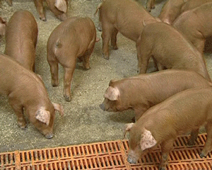 Фермеры и ветврачи обсудили проблемы свиноводства