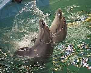 Черноморские афалины в Кировском цирке