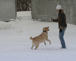 Правила выгула собак