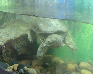 Китайский трионикс в зоомагазине