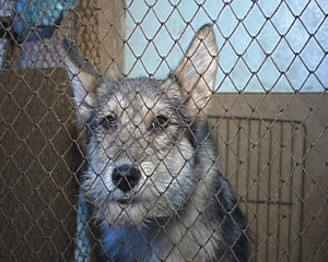 Приют для бездомных животных в Кирово-Чепецке