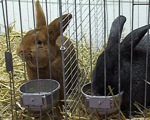 Домашние животные - полноправные члены семьи в странах Европы