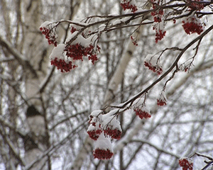 Прогноз кировских синоптиков о грядущих погодных сюрпризах