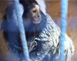 Экзотические обезьянки в Кирове