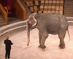 Новая программа в кировском цирке