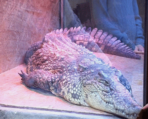 Крокодил в питомнике экзотических животных