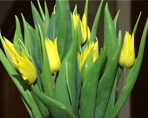 Цветы в День святого Валентина