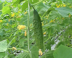 Свежие овощи и зелень  в конце зимы