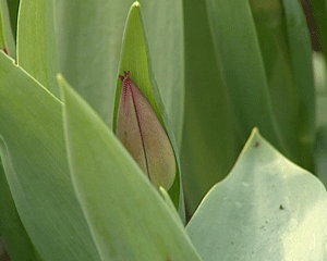 Тюльпаны к празднику 8 марта
