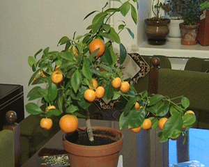 Мандарины на подоконнике