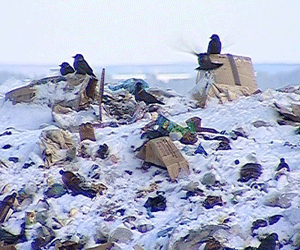 Строительство полигона твердых бытовых отходов в Нолинском районе