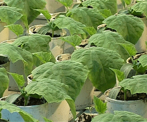 Подготовка к дачному сезону